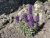 Colorful purple wildflowers bloom along a rocky slope near Sawtell Peak in Yellowstone National Park.