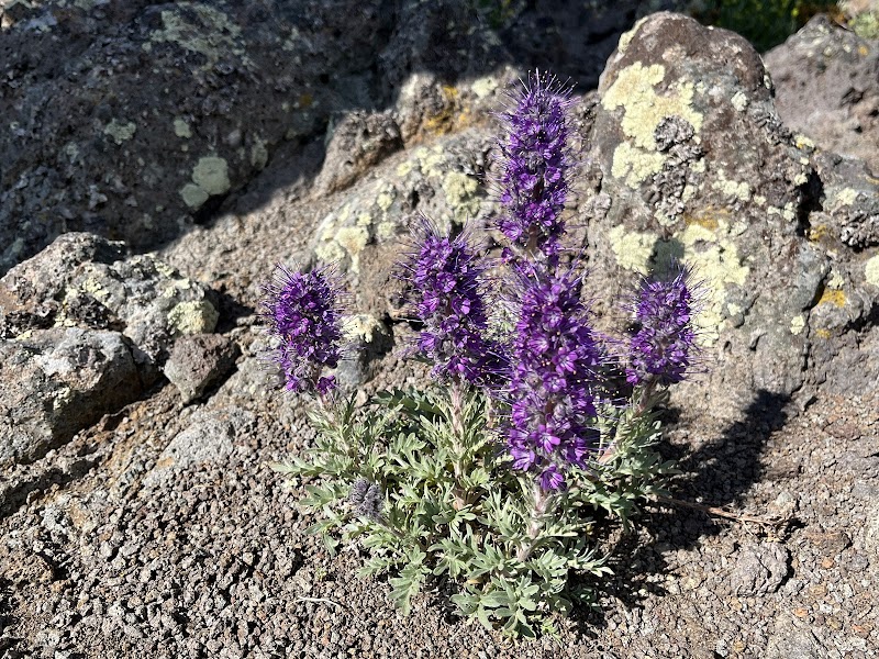 Purple spiky wildflowers grow among dark volcanic rocks at Sawtell Peak, Yellowstone National Park.