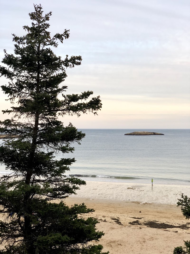 Tall pine in foreground overlooks sandy beach, calm blue waves and small rocky island off the Acadia National Park coastline.