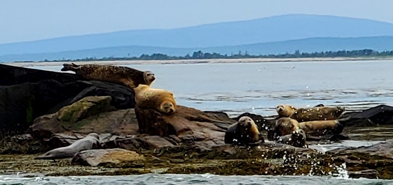 Harbor seals lounging on rocky shoreline at Milbridge, Acadia National Park.