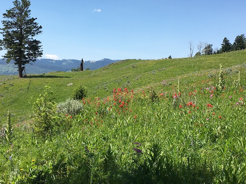 Sunlit meadow of wildflowers and green grasses with rolling hills, a lone tree, and distant mountains in Yellowstone National Park.