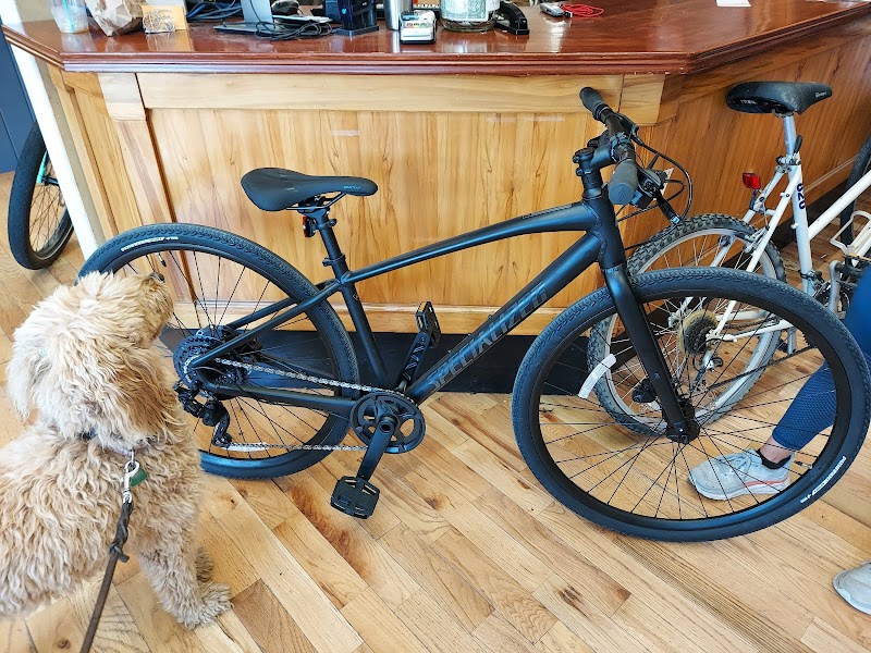 Matte black bicycle on display inside a wood-floored shop, with a fluffy dog and a counter in Acadia National Park.