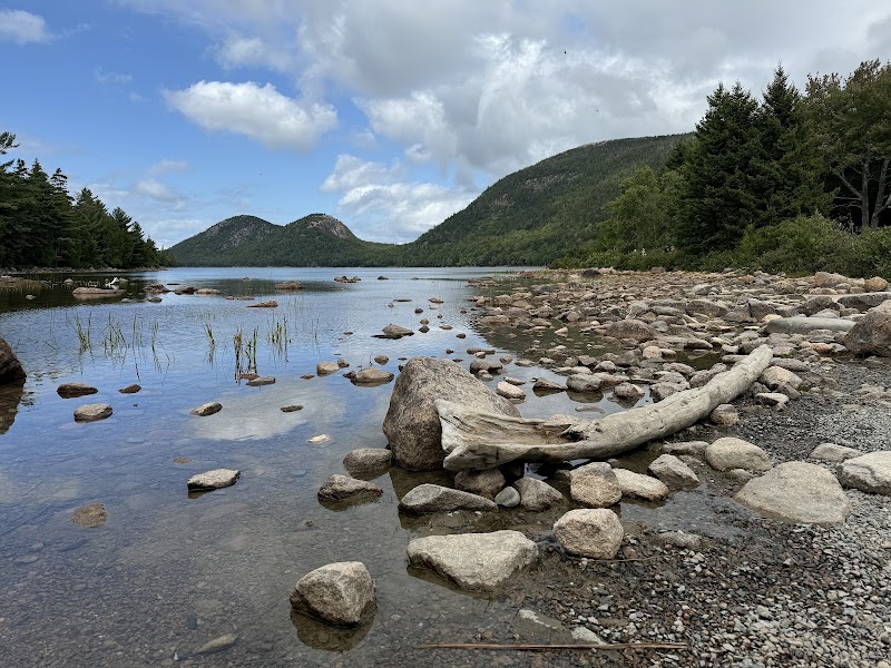 Calm Acadia National Park shoreline with scattered rocks, a large driftwood log, pine forest on the right, and rolling green hills under a blue sky.