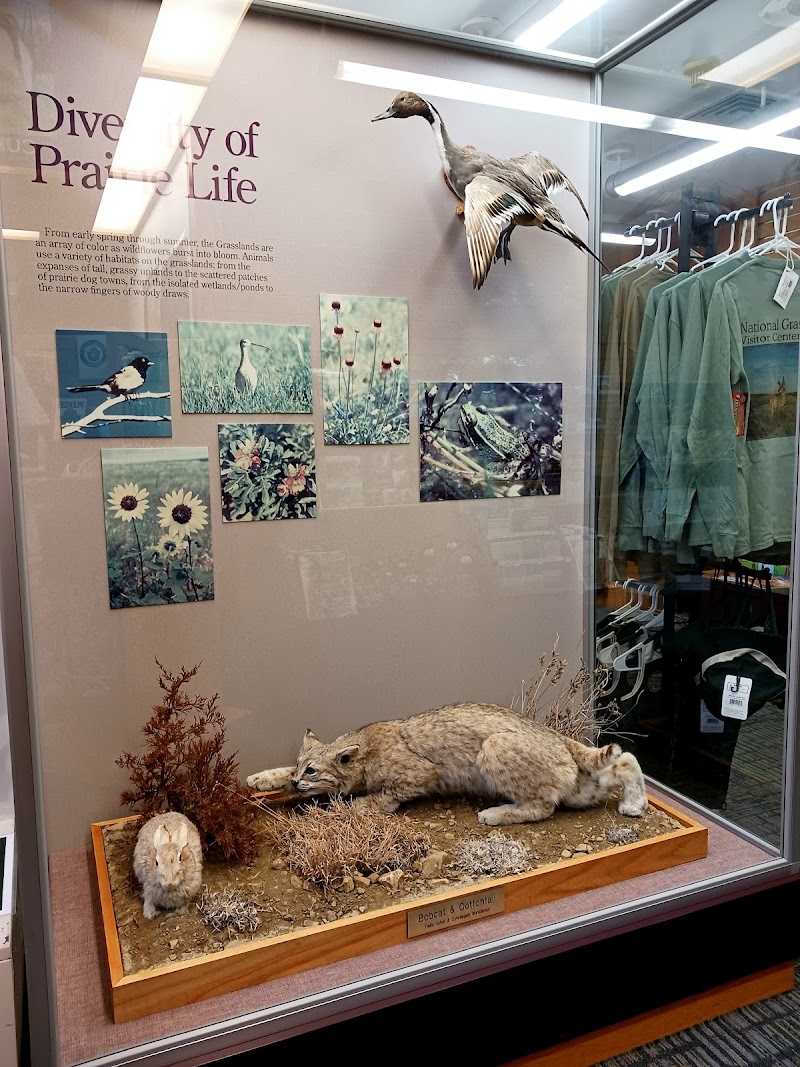 Display case at Badlands National Park shows a bobcat and cottontail diorama with dry grasses and a mounted bird overhead.