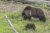 Bear and cub at Lake Butte Overlook in Yellowstone National Park, among grasses and wildflowers near a fallen log.