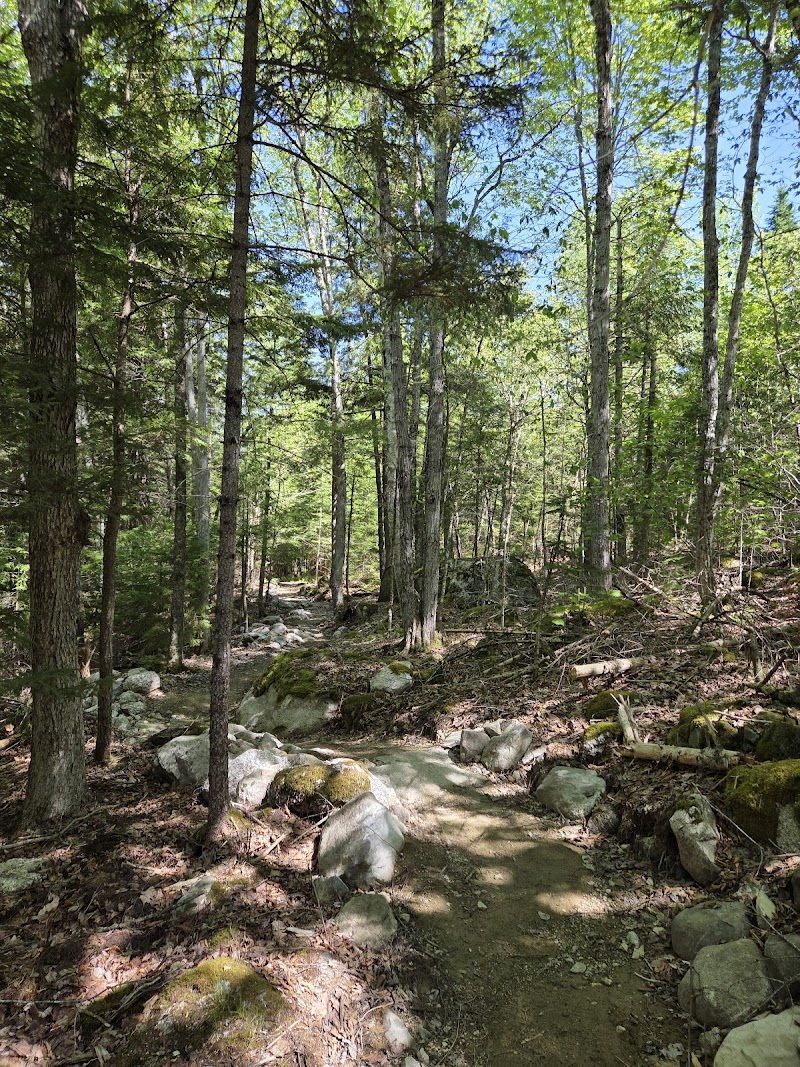 Dead River Trailhead in Acadia National Park winds through a sunlit forest of pines and maples.
