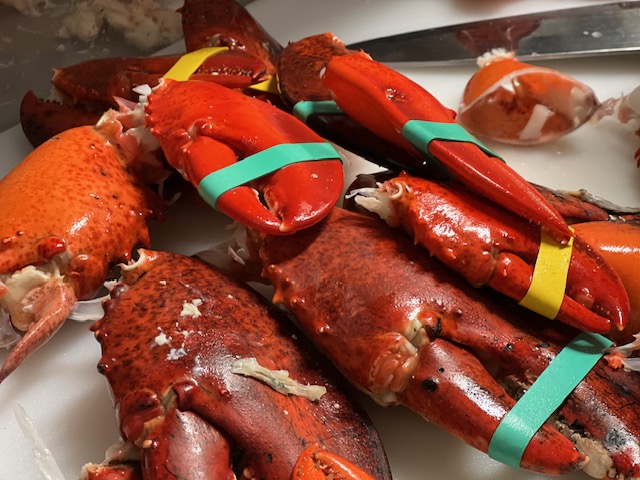 Large bright red lobsters with colored bands on claws sit on a stainless tray in Acadia National Park.