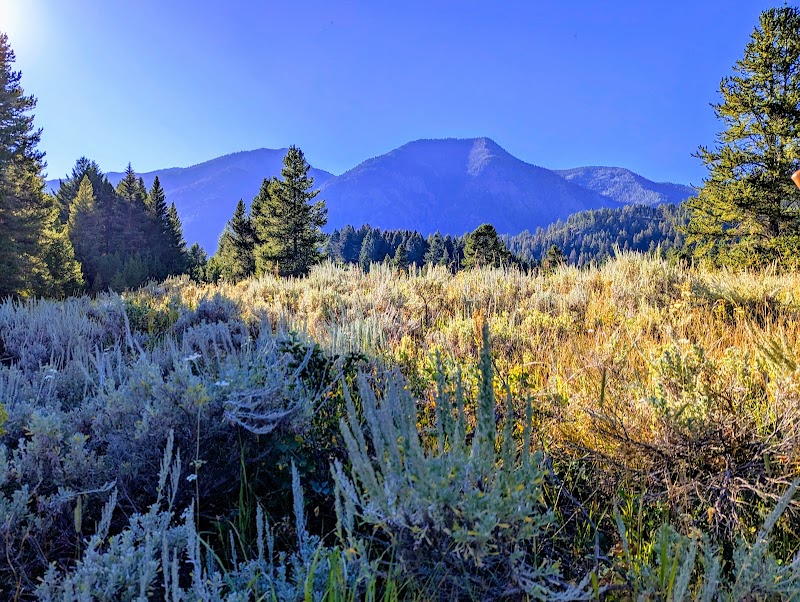Sunlit meadow of frosted grasses and sagebrush with evergreen pines and distant blue mountains in Yellowstone National Park.