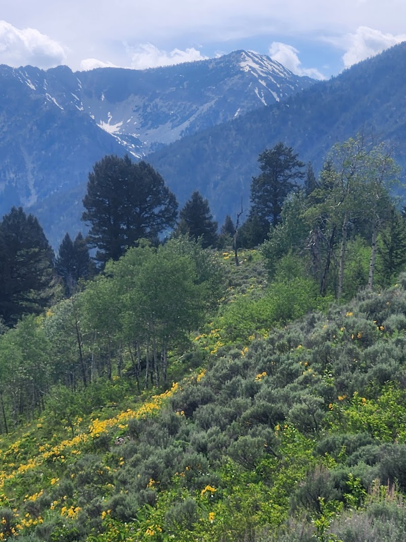 Yellowstone National Park hillside trail with yellow wildflowers, green shrubs, pines, and snow-capped peaks.