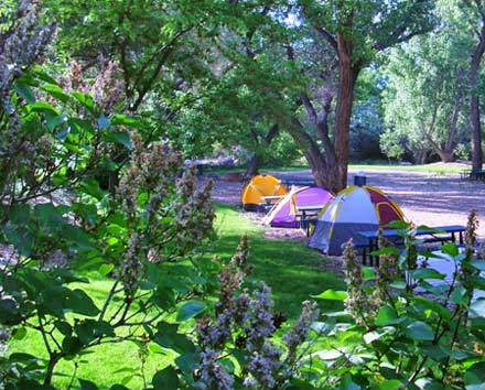 Tents pitched on a grassy Arches National Park campground, surrounded by trees and bushes with a creek visible nearby.