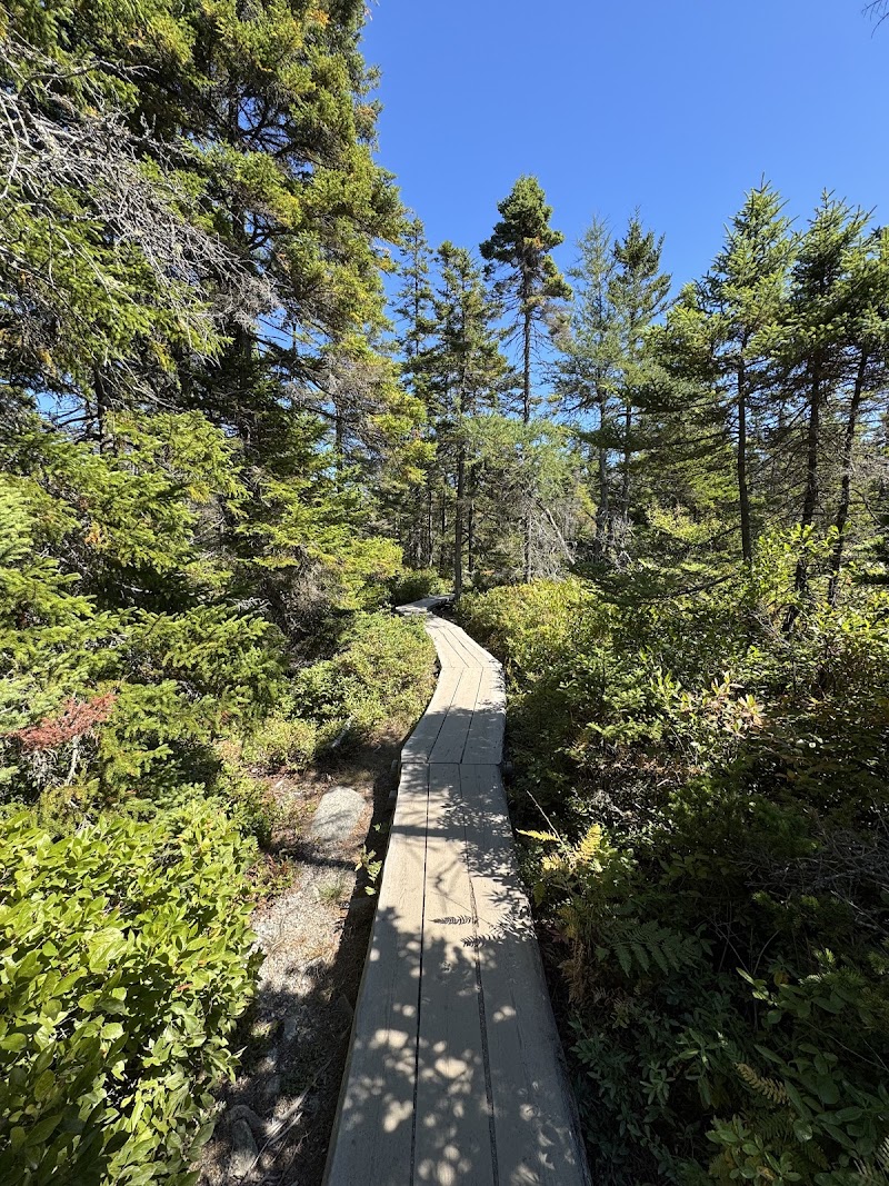 Wooden boardwalk winds through dense pines and shrubs along Ship Harbor Trail in Acadia National Park.