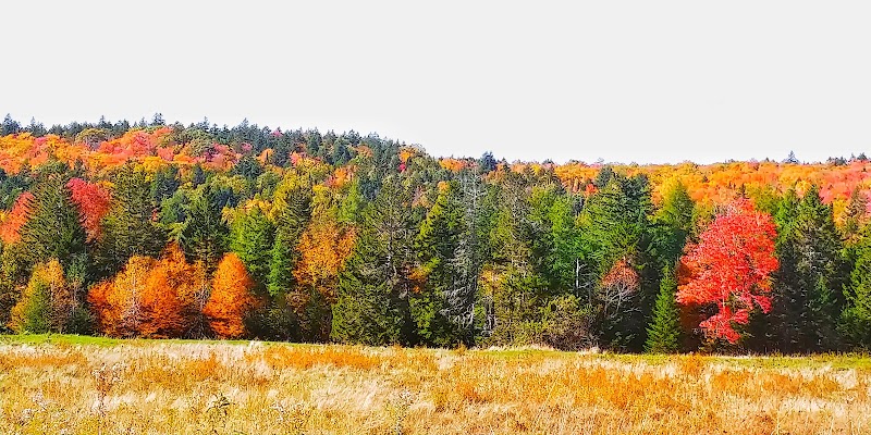 Autumn colors along Dedham area in Acadia National Park, with a vibrant mix of red, orange, and green trees across a meadow and forest edge.