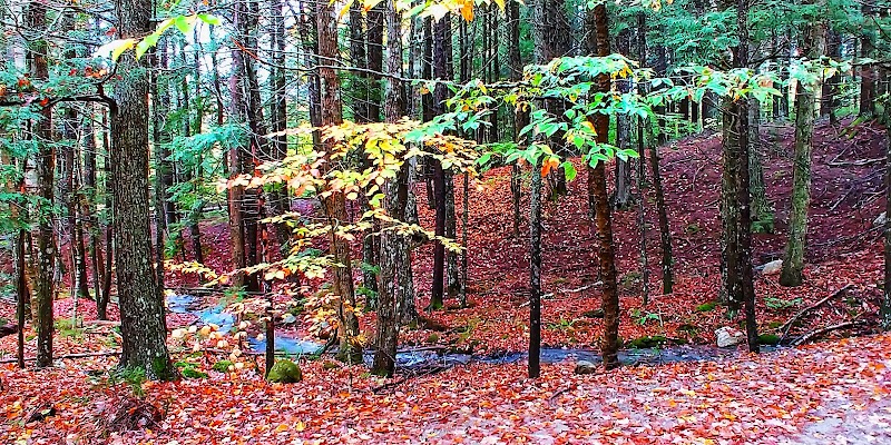 Autumn forest near a small stream in Dedham, Acadia National Park, with vibrant orange leaves covering the forest floor.