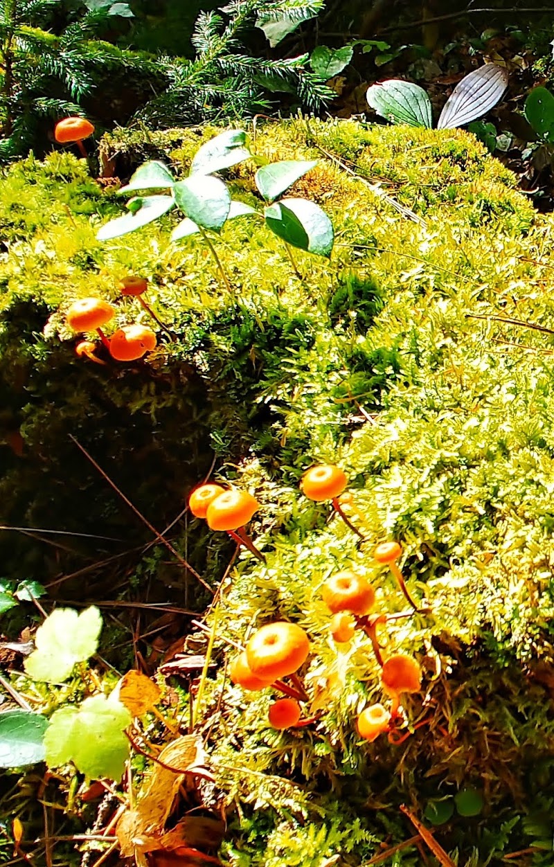 Dedham area in Acadia National Park features bright orange mushrooms growing on mossy ground.