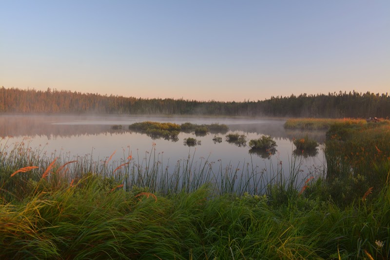 Mist over a calm lake with grassy islands, foreground reeds, and a pine shoreline at sunrise in Acadia National Park.