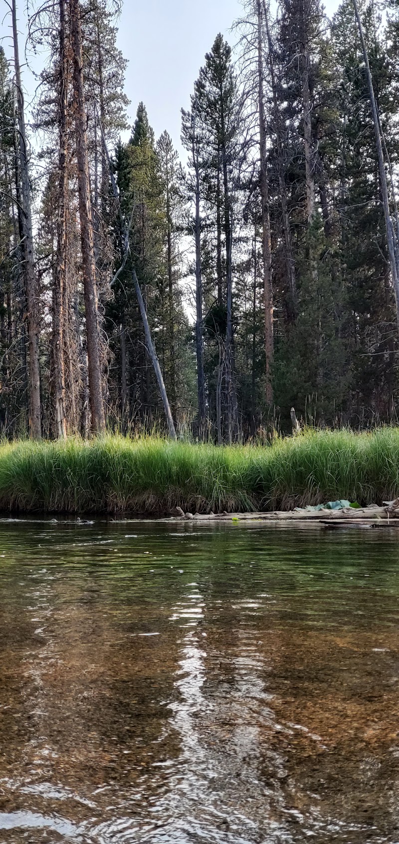 Clear shallow river reflects the sky, with a pebble bed, lush grass along the bank, and tall pines in Yellowstone National Park.
