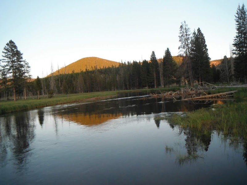 Calm Gibbon River in Yellowstone National Park, with pine-lined banks, a sunlit golden hill, fallen logs, and clear reflections.