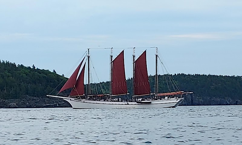 Sailing schooner with three red sails glides on calm water past a forested shoreline in Acadia National Park.