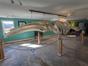 Whale skeleton exhibit inside a visitor center at Acadia National Park, Maine.