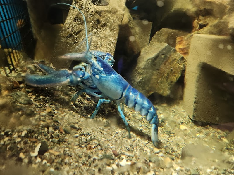 Blue lobster swims in an aquarium tank at Acadia National Park's visitor center exhibit, surrounded by rocks and gravel.