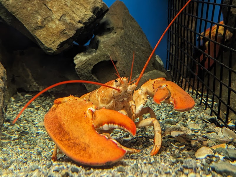 Orange lobster in an aquarium at Acadia National Park’s Oceanarium exhibit.