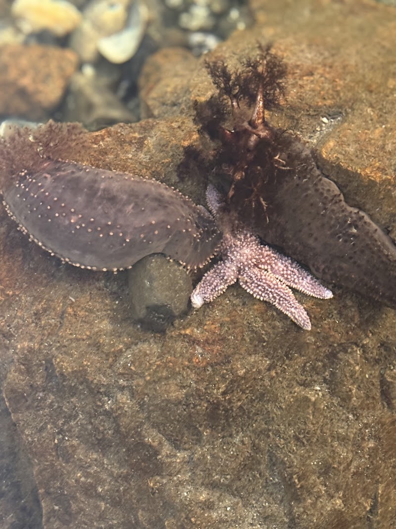 Purple starfish cling to rocks in a touch tank at the Oceanarium exhibit at Acadia National Park.