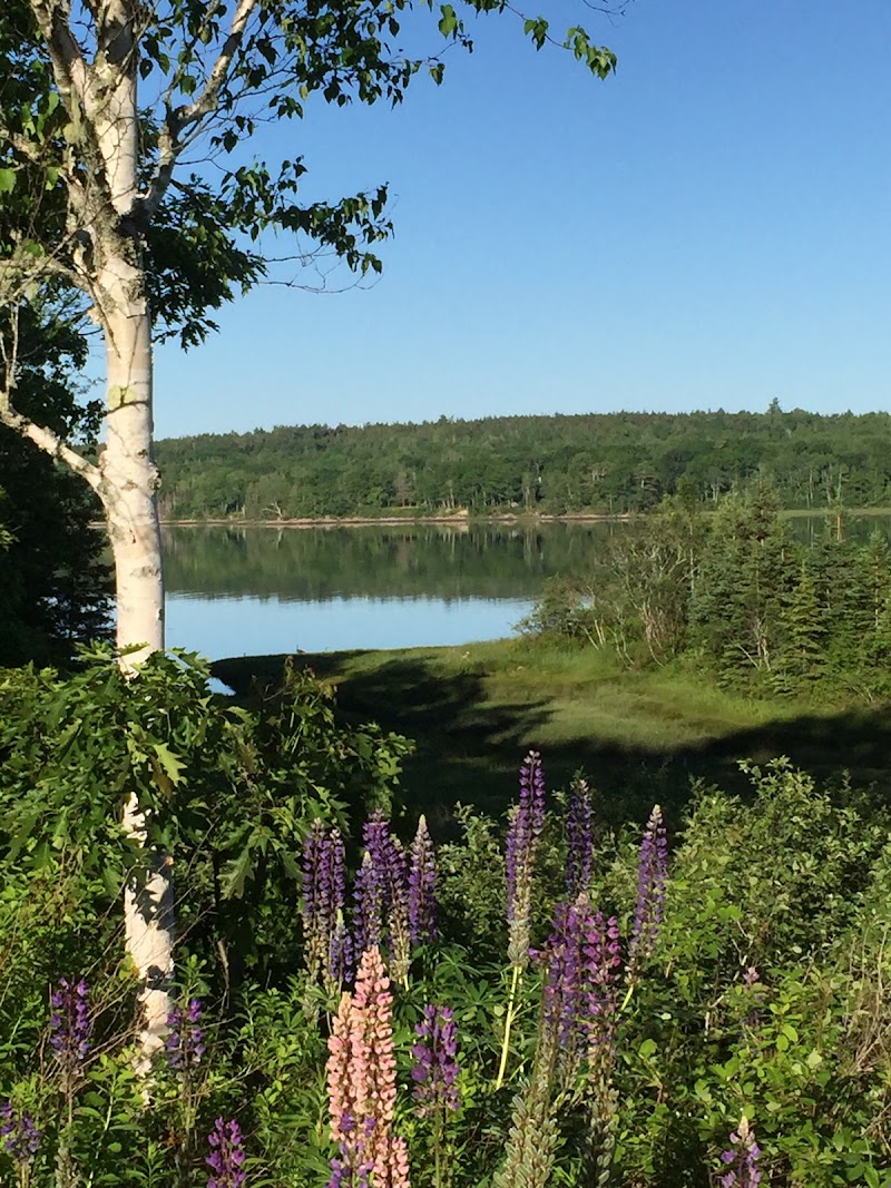 Purple lupines bloom beside a white birch as a calm lake reflects a pine forest at Acadia National Park.