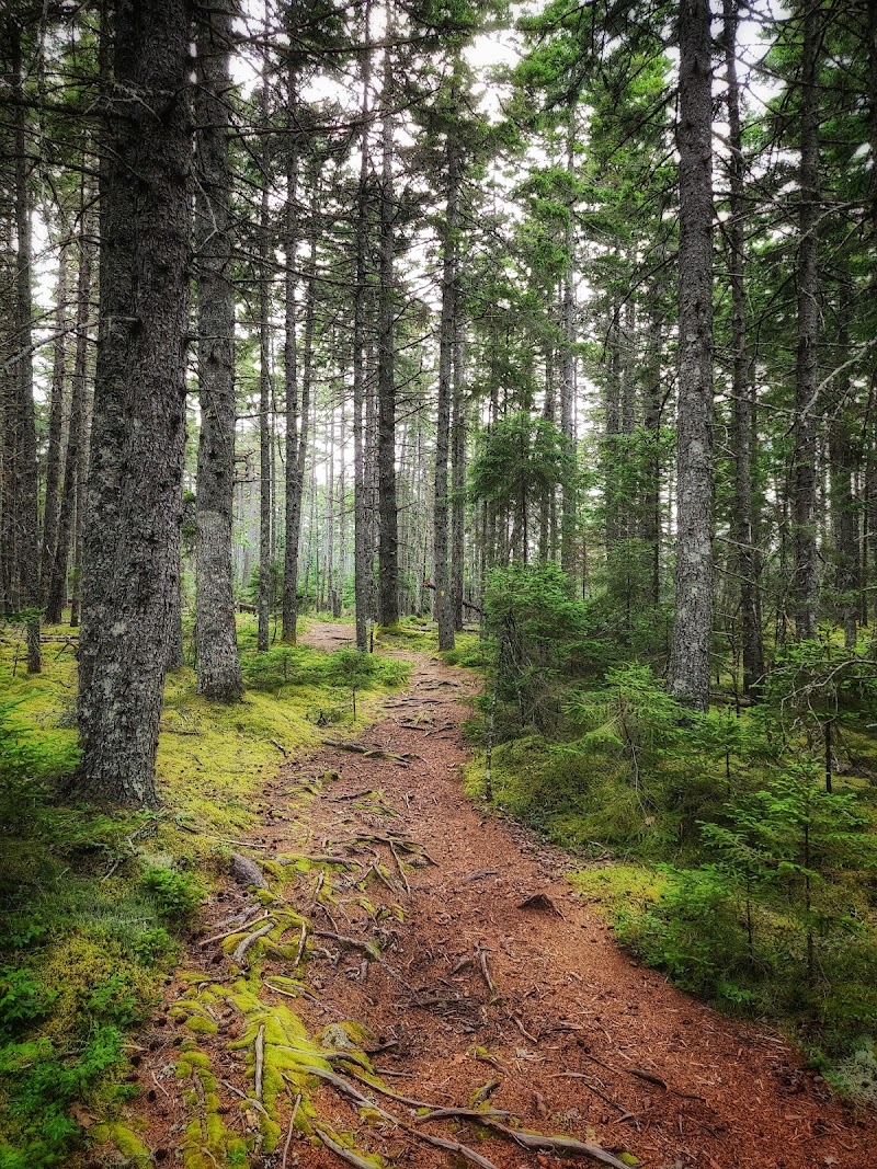 Indian Point Blagden Preserve trail winds through spruce forest in Acadia National Park, Maine.