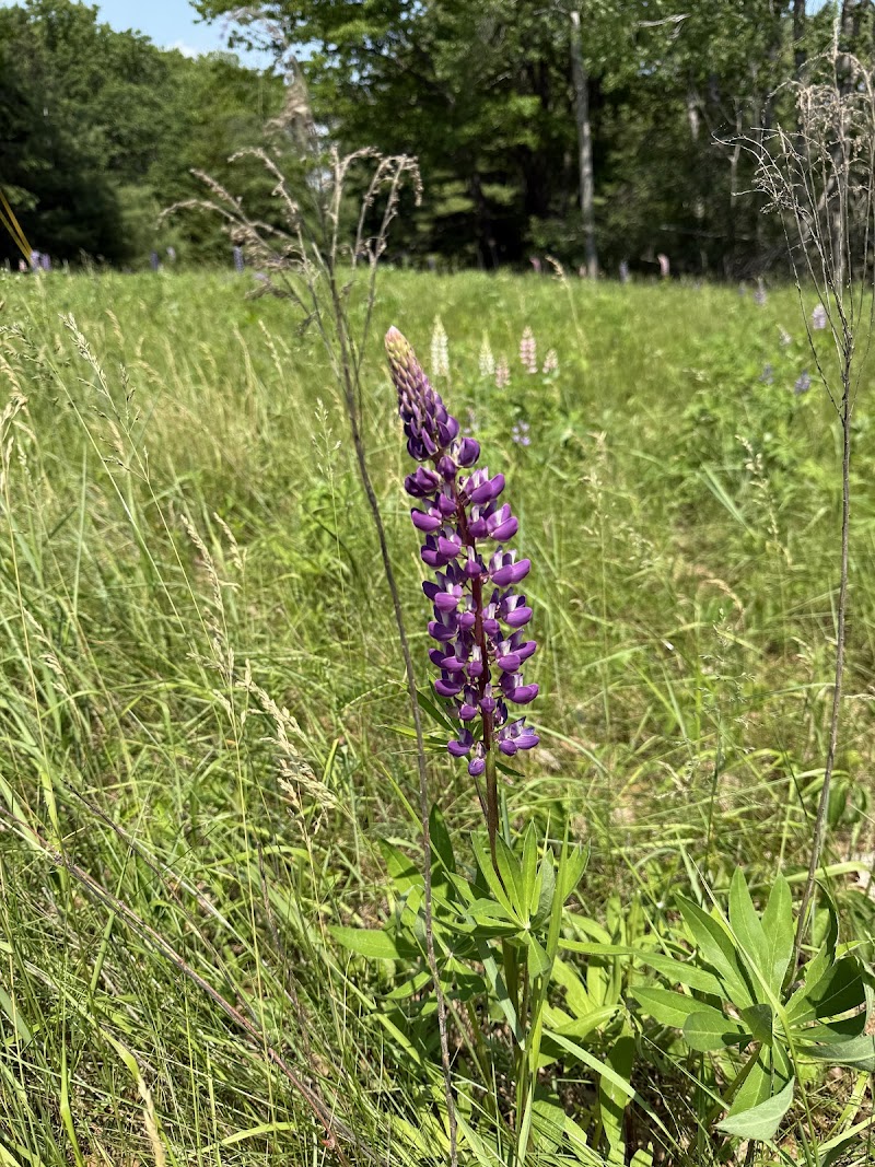 Purple lupine blooms in a sunlit meadow at Indian Point, Acadia National Park, with green trees in the background.
