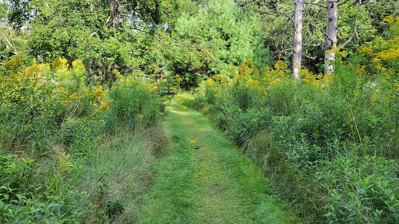Grassy path winds through Indian Point Blagden Preserve in Acadia National Park, flanked by tall yellow wildflowers and green pines.