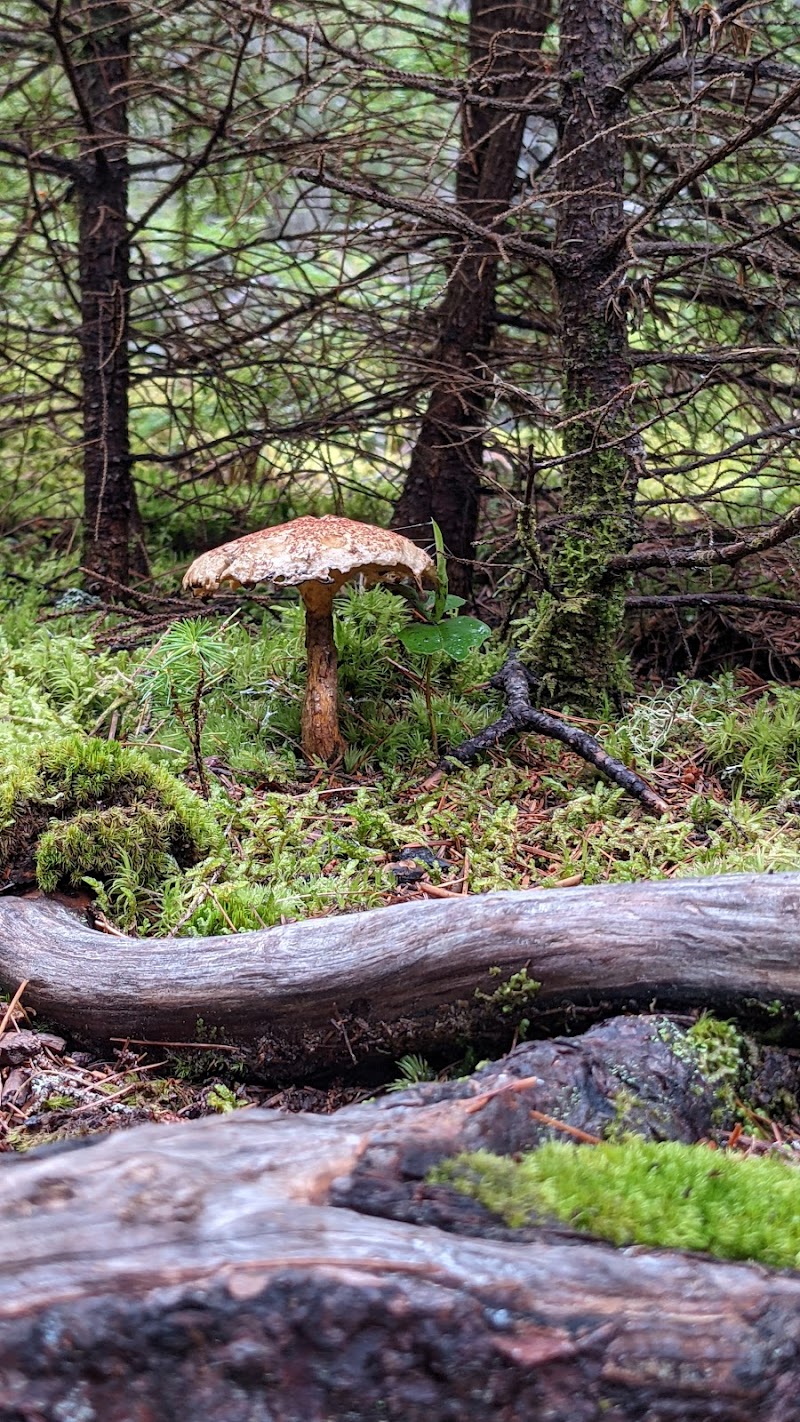 Mushroom in a mossy forest at Indian Point Blagden Preserve, Acadia National Park, amid moss, fallen logs and spruce trees.