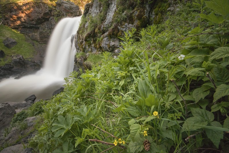 Moose Falls cascades down a rocky cliff in Yellowstone National Park, framed by lush green ferns and yellow wildflowers.