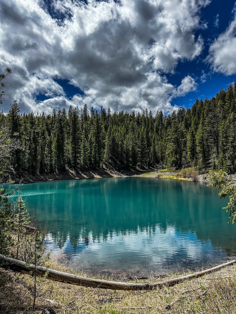 Teal-blue lake edged by a dense pine forest under dramatic clouds, a fallen log lies on the grassy shore in Yellowstone National Park.