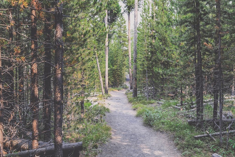 Trail through a dense pine forest in Yellowstone National Park, a narrow dirt path winding between trees.