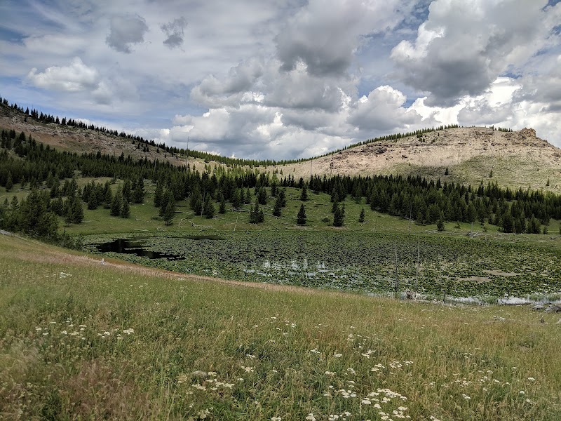 Grassy meadow dotted with wildflowers, a calm pond, and pine-covered hills under a cloudy sky in Yellowstone National Park.