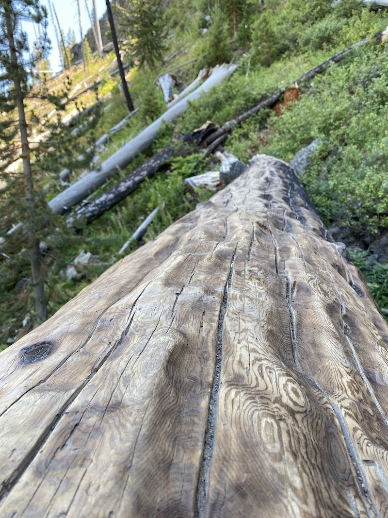 A weathered log lays across a forest floor with green shrubs and standing trees in Yellowstone National Park.