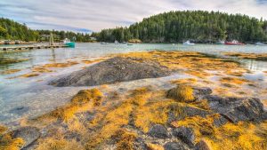 Seal Cove shoreline at Acadia National Park, rocky tidal flats with orange seaweed and boats moored in the distance.