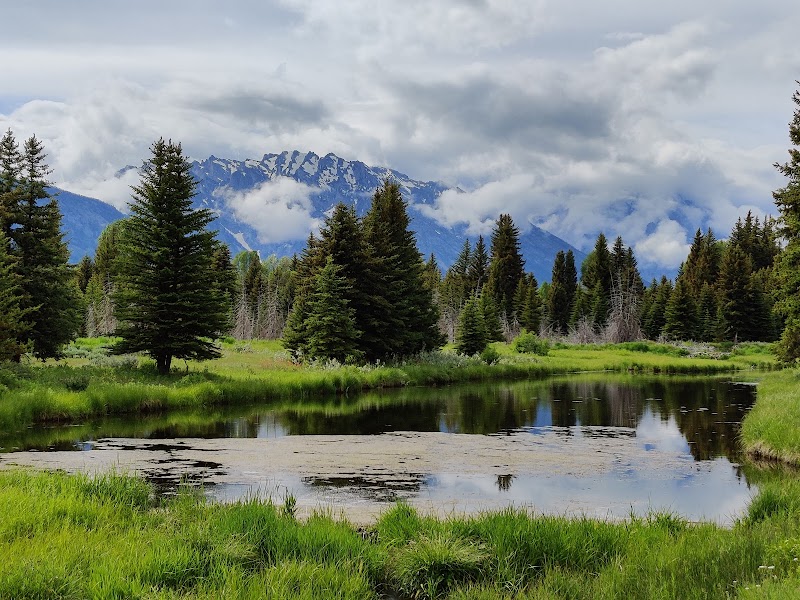 Alpine meadow with tall evergreen trees surrounding a reflective wetland near Yellowstone National Park