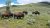 Yellowstone National Park bison herd grazing on sagebrush meadow with rolling green hills under a blue sky.