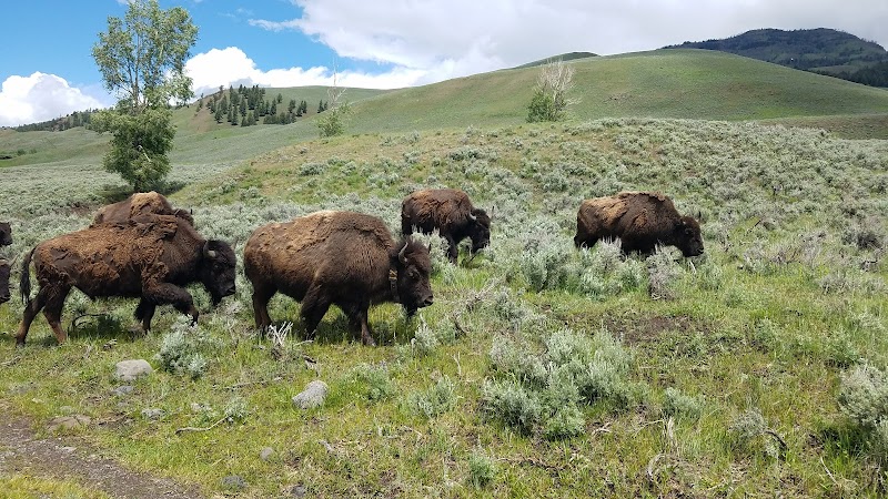 Yellowstone National Park bison herd grazing on sagebrush meadow with rolling green hills under a blue sky.
