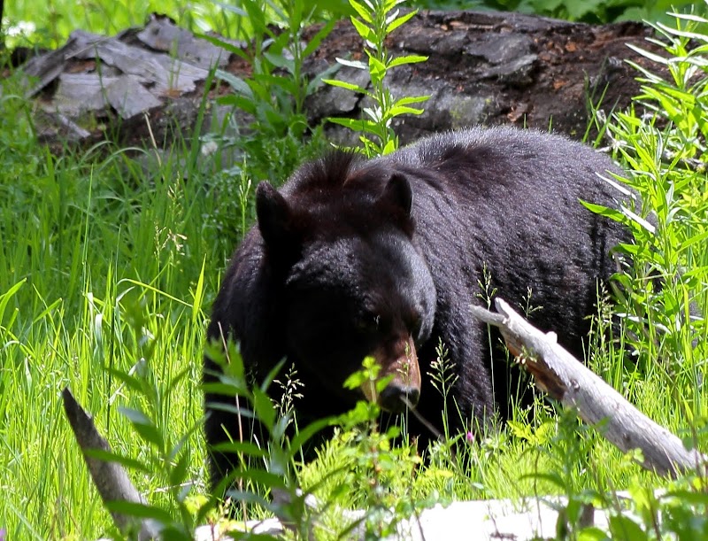 A black bear stands among tall green grasses and a fallen log in Tower Fall Campground, Yellowstone National Park.