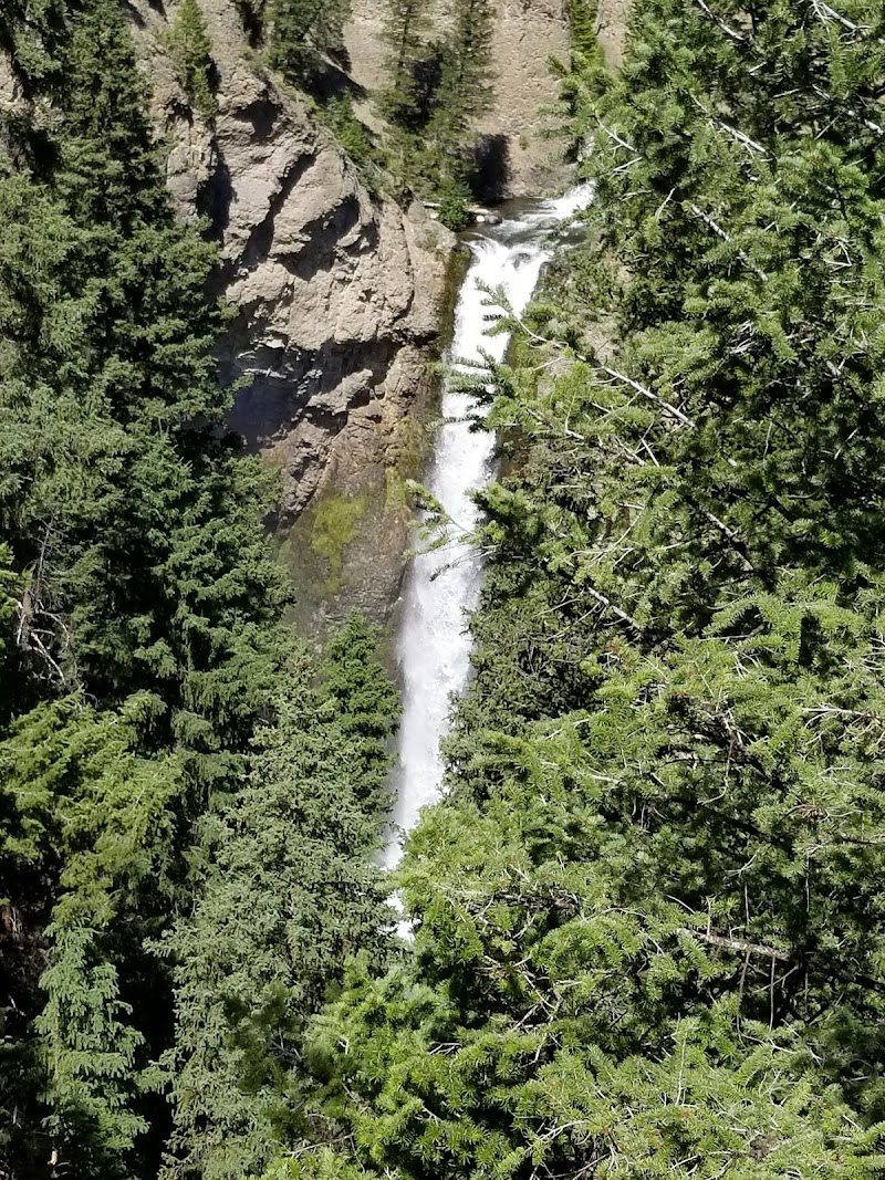 Tower Fall cascades down a rocky cliff framed by dense evergreen trees in Yellowstone National Park.