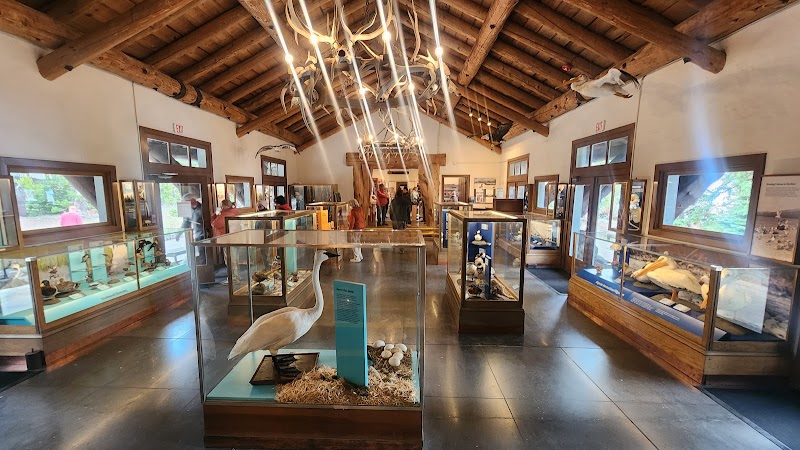 Interior museum hall in Yellowstone National Park with glass display cases, a mounted white heron statue, wood beam ceiling, and visitors exploring exhibits.