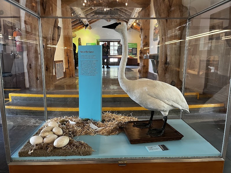 Yellowstone National Park exhibit featuring a tall white crane mounted on a wooden pedestal beside a nest of eggs and a blue information panel.