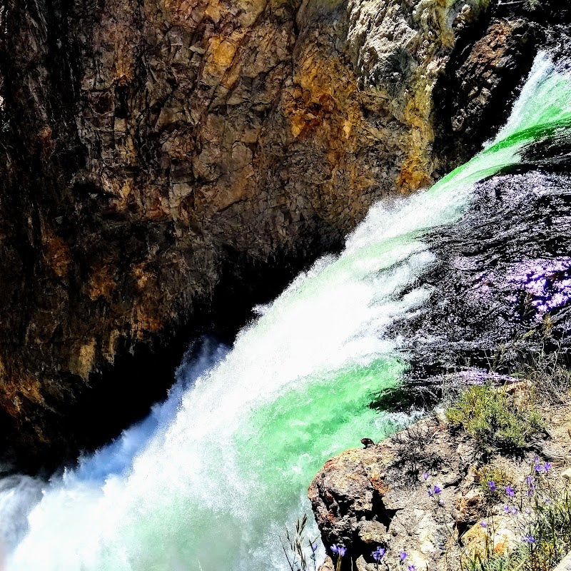 Lower Falls of the Yellowstone River rushes over a rugged canyon wall, with green-tinged white water at Yellowstone National Park.