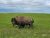 Bison forages on green grass near the White River area in Badlands National Park, with a broad prairie sky above.