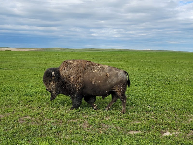 A grazing bison on expansive green grassland under a cloudy sky in Badlands National Park.