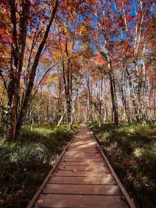 Wooden boardwalk through an autumn forest with red, orange, and yellow leaves and tall pines in Acadia National Park.
