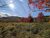 Jesup Path and Hemlock Path Loop in Acadia National Park, showing vibrant fall colors across open meadow and red maples.