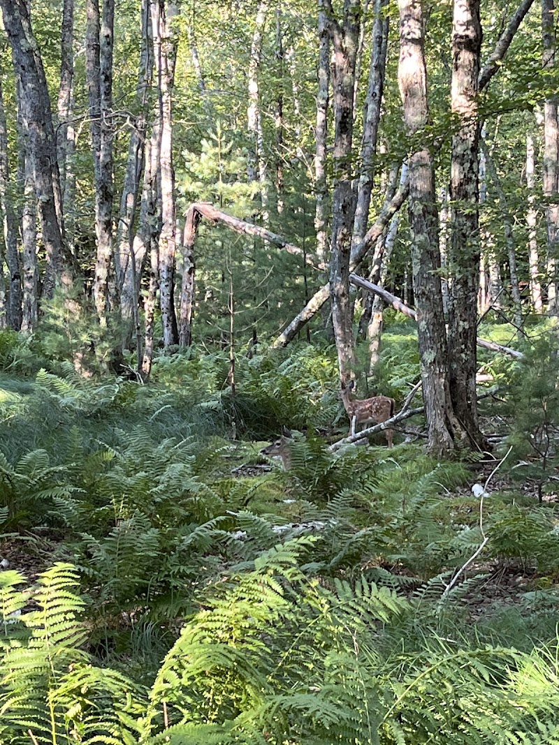 Jesup Path and Hemlock Path Loop in Acadia National Park winds through sunlit birch and pine forest, with a deer nearby.